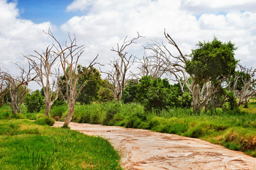 dried up river in Africa