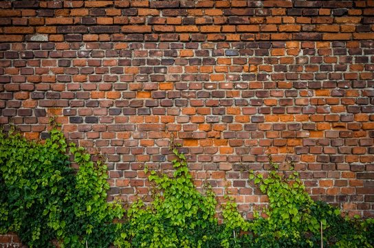 Vintage red brick wall background overgrown with ivy