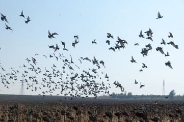 The flying flock of pigeons