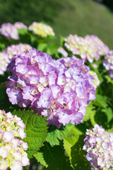 紫陽花　梅雨　夏　hydrangea