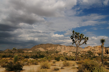 Obraz premium Joshua Tree National Park in the Evening light