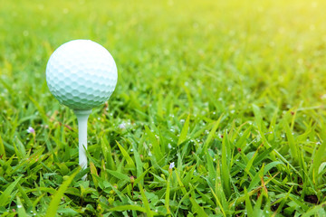 White color golf ball on green at the morning time , there is water drop and small flowers on green grass