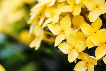 Beautiful yellow Ixora or Rubiaceae  flower on tree in ther garden , selective focus