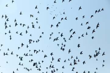 The flying flock of pigeons