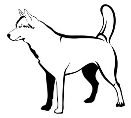 Huskies dog