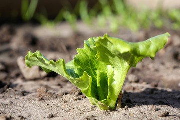 SALATPFLANZE IM BEET