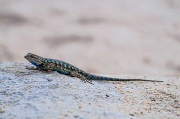 Western Fence Lizard in Joshua Tree National Park