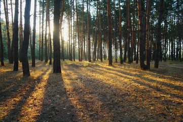A bright Sunny morning in a pine forest