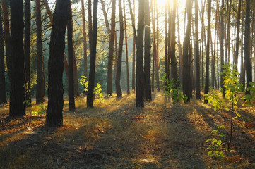 A bright Sunny morning in a pine forest