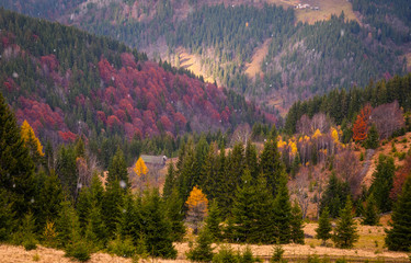 Landscape with colorful forest lighted by sunlight in in the mountains. Hiking Travel Lifestyle concept beautiful mountains landscape on background Autumn vacations activity outdoor.