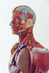Human Anatomy, muscular system layout