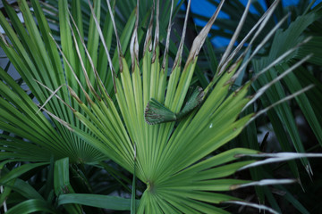 Fototapeta premium 植物