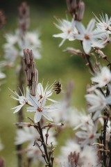 Bee collecting polens