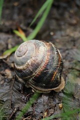 snail shell on the ground