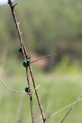 colorful insect