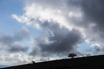 Some little tree and plant silhouettes on a hill against a blue sky with big clouds