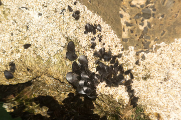 Mussels growing on pylon