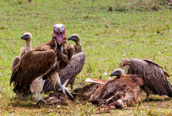 Vultures