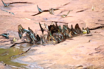 Butterflies swarm eats minerals in Pang Sida National Park at Thailand