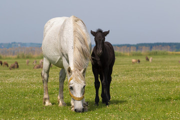 White mare and black foal on floral meadow