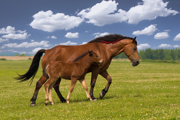 Sorrel horse and foal galop on the meadow