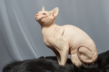Cat of the Sphynx breed sitting on fur skin