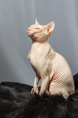 Cat of the Sphynx breed sitting on fur skin