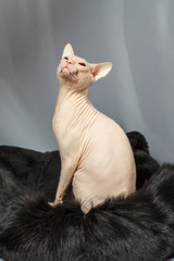 Cat of the Sphynx breed sitting on fur skin