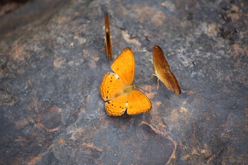 Butterflies swarm eats minerals in Pang Sida National Park at Thailand
