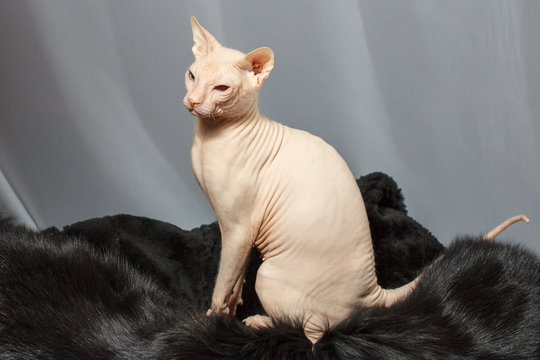 Cat of the Sphynx breed sitting on fur skin