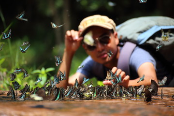 Butterflies swarm eats minerals and man in Pang Sida National Park at Thailand - obrazy, fototapety, plakaty