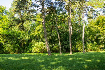 Fototapeta premium View of the dendrological garden in Askania-Nova reserve, Ukraine