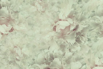 Fototapety  Kwiatowy piękny tło. Fototapety w kwiaty jasnoróżowo-biała piwonia. Kompozycja kwiatowa. Zbliżenie. Natura.
