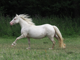 Obraz na płótnie Canvas Running Horse
