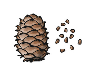 Cedar cone, sketch for your design
