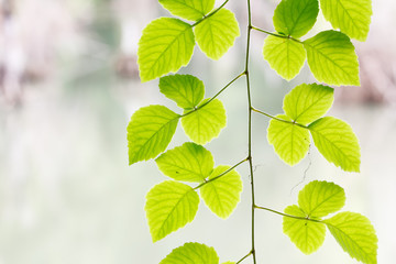 Fototapeta na wymiar Beautiful green leaf climber