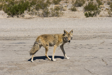 Death Valley Coyote