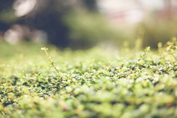 Surface of the shorn bush, abstract nature green background, image with retro toning