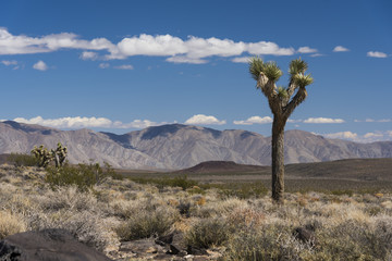 Fototapeta premium Desert Joshua Trees