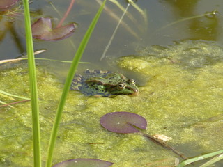 Frosch im Wasser