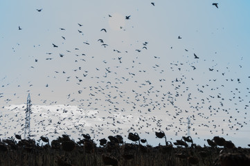 The flying flock of pigeons