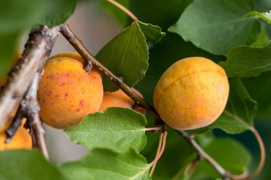  Fragrant ripe juicy apricots on a branch with green leaves