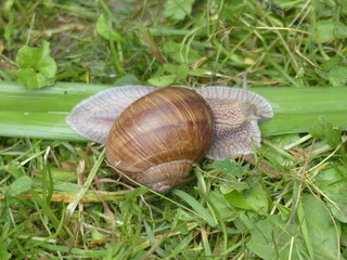 Schnecke