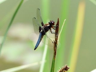 Libelle