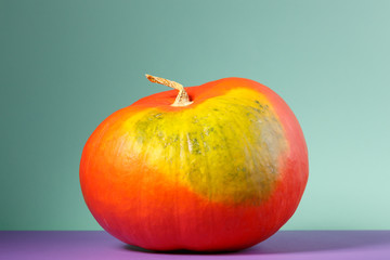 orange big round pumpkin on a colored background