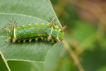 Image of Stinging Nettle Slug Caterpillar (Cup Moth, Limacodidae) 