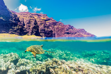 Fototapeta premium Turtle under the Cliffs