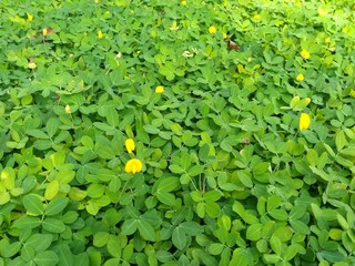 flower and foliage