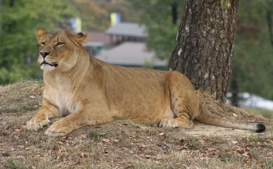 Fototapeta na wymiar Leonessa (Panthera Leo) (4)