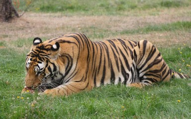 Fototapeta na wymiar Tigers eating (Panthera Tigris) (2)